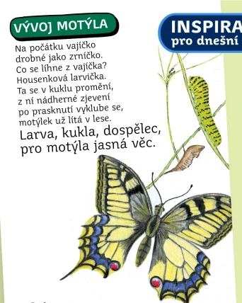 Inspirace pro dnešní den: Vývoj motýla