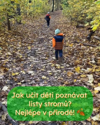 Jak učit děti poznávat listy stromů?